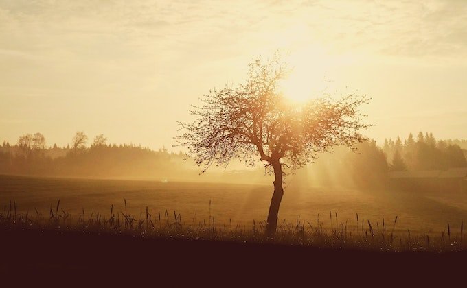 morning sun rising over field