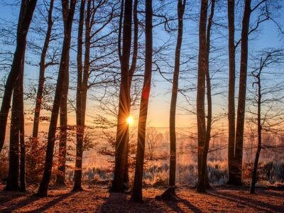 tall trees with the sunset like a burning flame in the horizon