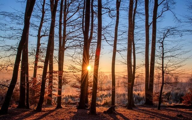 tall trees with the sunset like a burning flame in the horizon