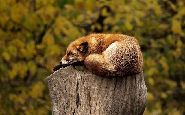 fox getting some sleep on a tree stump