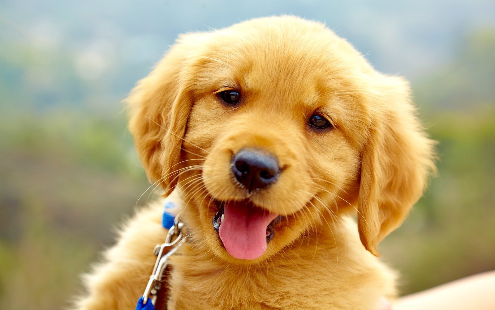 getting a pet